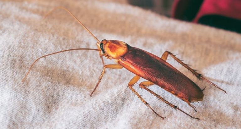 COCKROACHES AND MORE: What Helps Against Creepy-Crawlies in Hotels