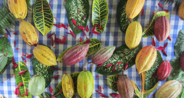 Chocolate: The Diversity of Cocoa Varieties