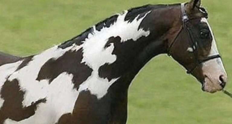 Only People with High IQs Will Find the Second Horse in This Tricky Optical Illusion