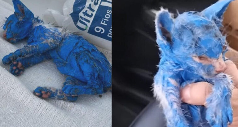 Kitten was dyed with toxic blue paint and left in the rain — rescuers help her make a stunning transformation