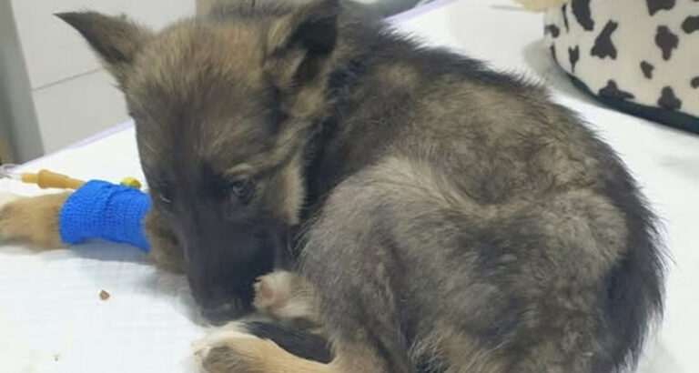 Vet gives puppy death sentence, reaches for needle, then boss takes look at her paws and shouts out